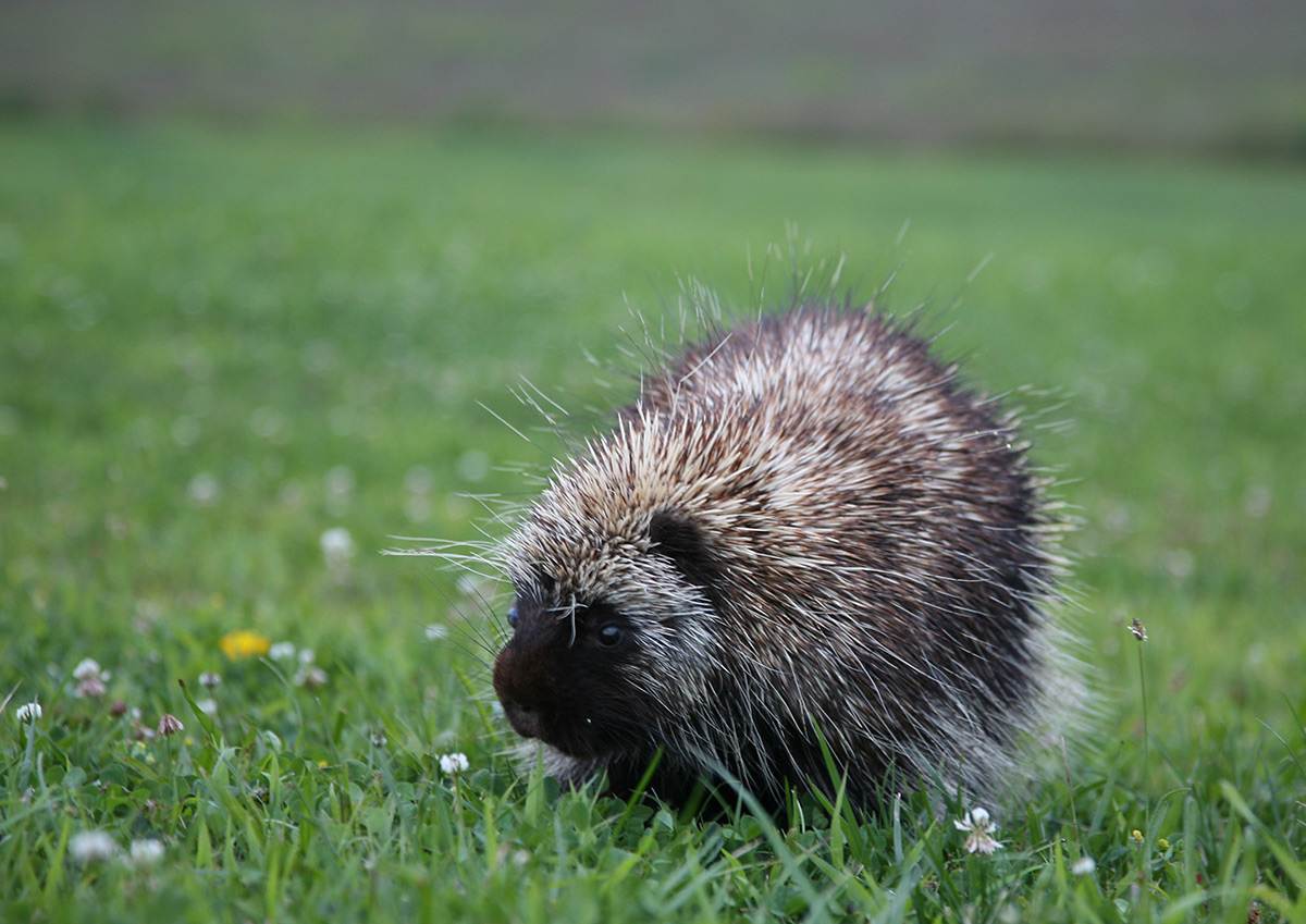 A young adult porcupine