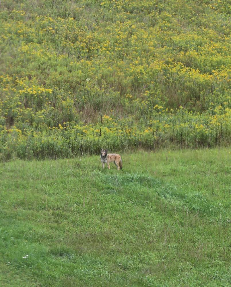 Momma Coyote