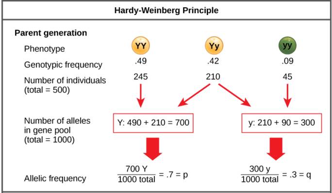 Your pure blood probability chart