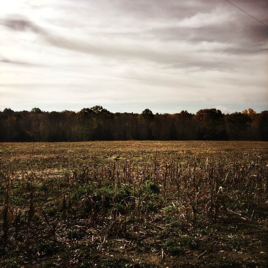 Cut field will stay like this till they spray it and seed it in the spring