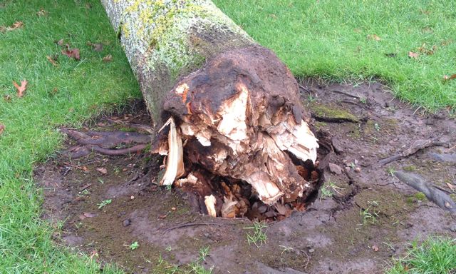 The tree fell because of the big bang