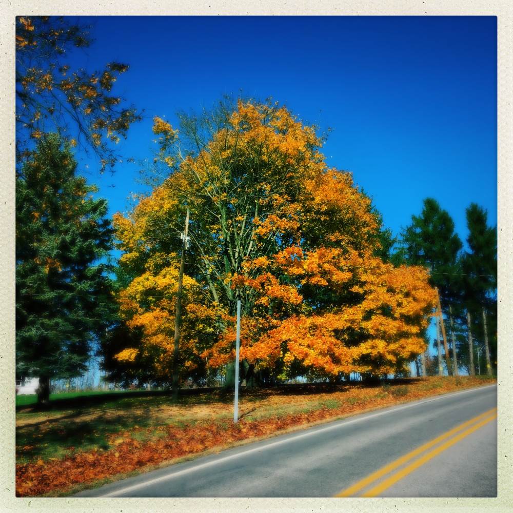 Fall Colors, Philipsburg PA, Nov 1, 2016