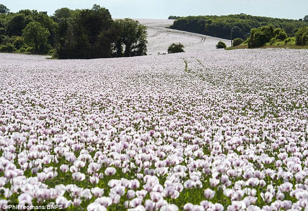 Dorset, UK