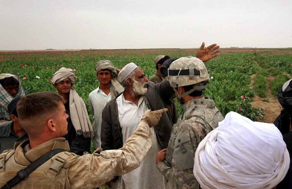 Marines discussing poppies with a farmer