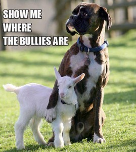 BULLYDOGSHOW