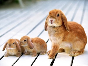 cute-rabbit-wallpaper-9