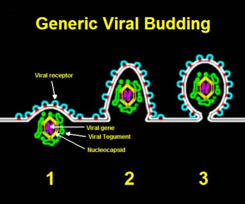 Budding_of_generic_virus,_pictorial_represent